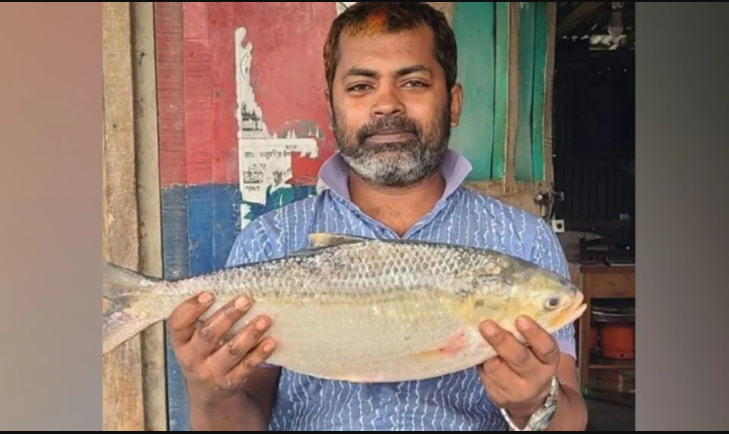 ভোলা উপকূলের নদীতে ধরা পড়ছে বড় সাইজের ইলিশ, বিদেশে রপ্তানির প্রস্তুতি