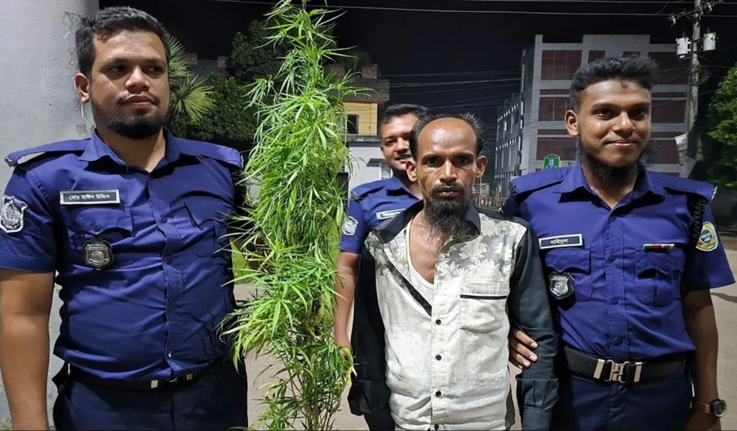 বাড়ির আঙিনায় টবে গাঁজা চাষ, আটক ১