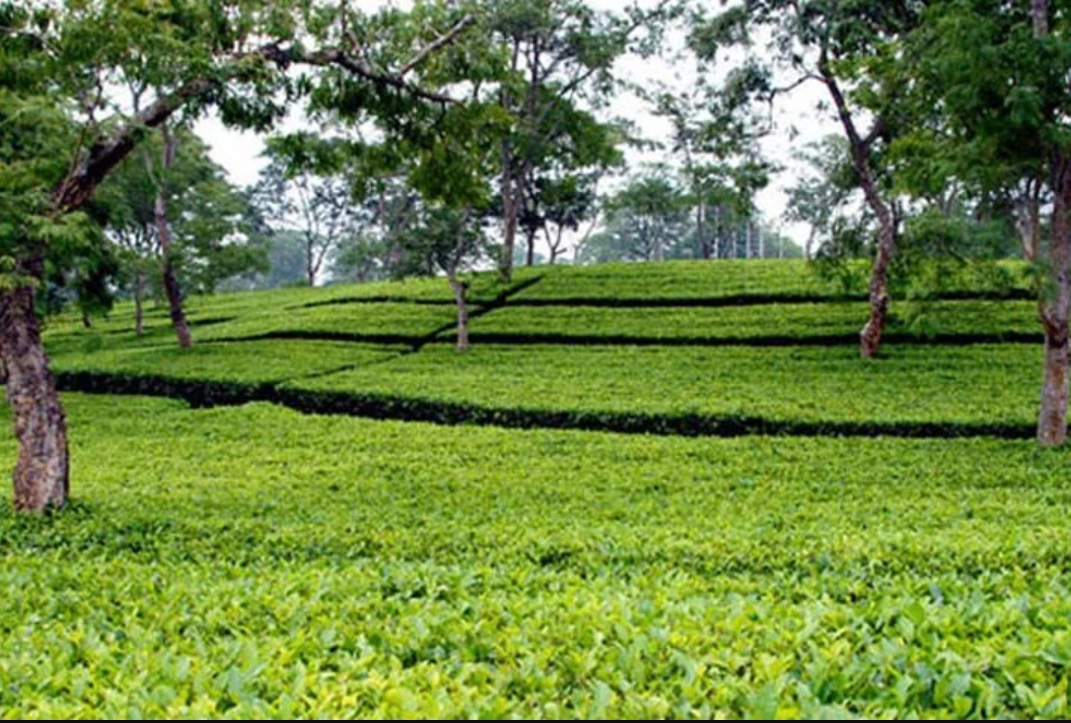 চা খাতের উন্নয়নে দীর্ঘমেয়াদি পরিকল্পনা, বাড়বে উৎপাদন ও রপ্তানি