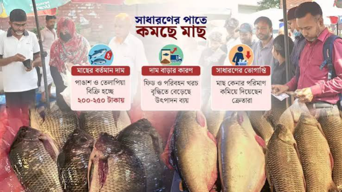 পাঙাশ-তেলাপিয়াও নাগালের বাইরে , প্রোটিনের শেষ ভরসাটুকুও হারাচ্ছে নিম্নবিত্ত