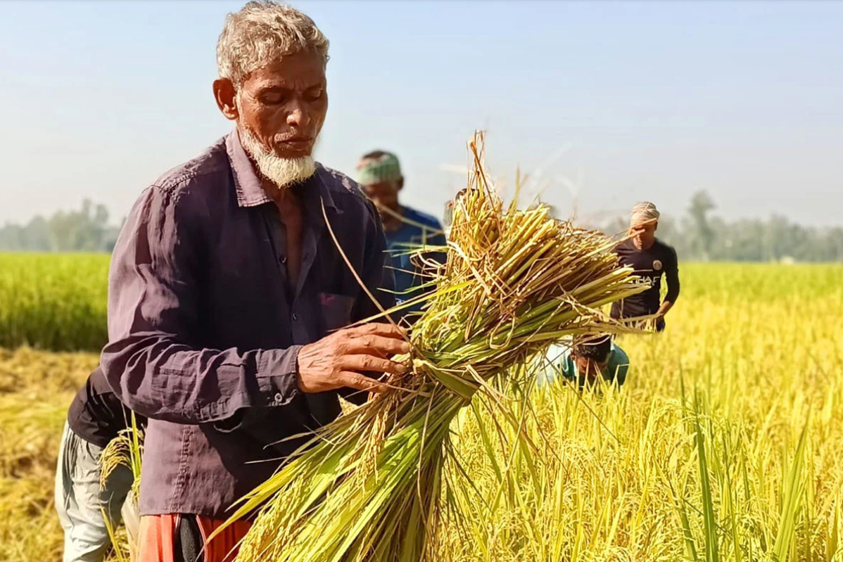আগাম আমন ধান কাটায় কৃষকের মুখে হাসি